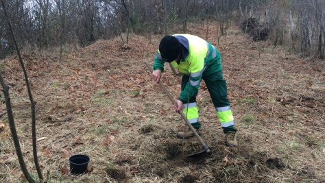 Lezo tiene una brigada para realizar trabajos forestales por segundo año consecutivo