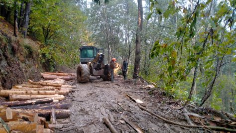 Trabajos forestales para la recuperación del bosque autóctono en Jaizkibel