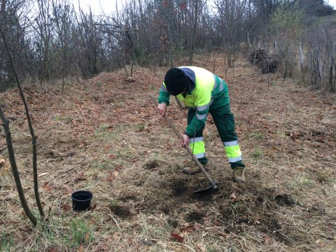 Trabajos forestales