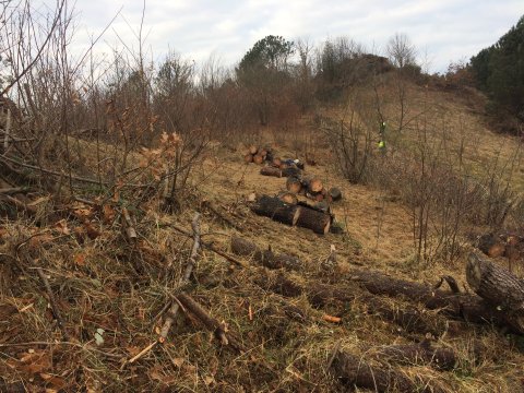 Trabajos forestales