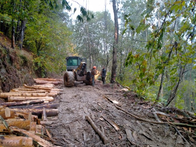 Trabajos forestales en Jaizkibel