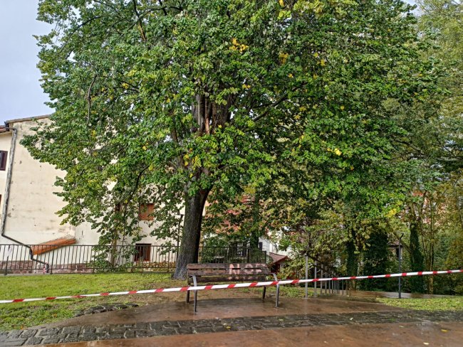 Se ha derribado un árbol que estaba a punto de caerse en el Parque Markesane 